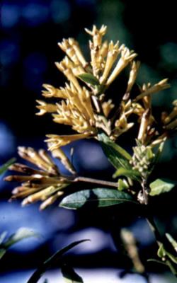 Cestrum parqui (duraznillo negro, palque, hediondilla)